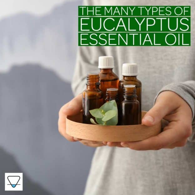 Eucalyptus Oil: Uses In Aromatherapy & Skincare Applications