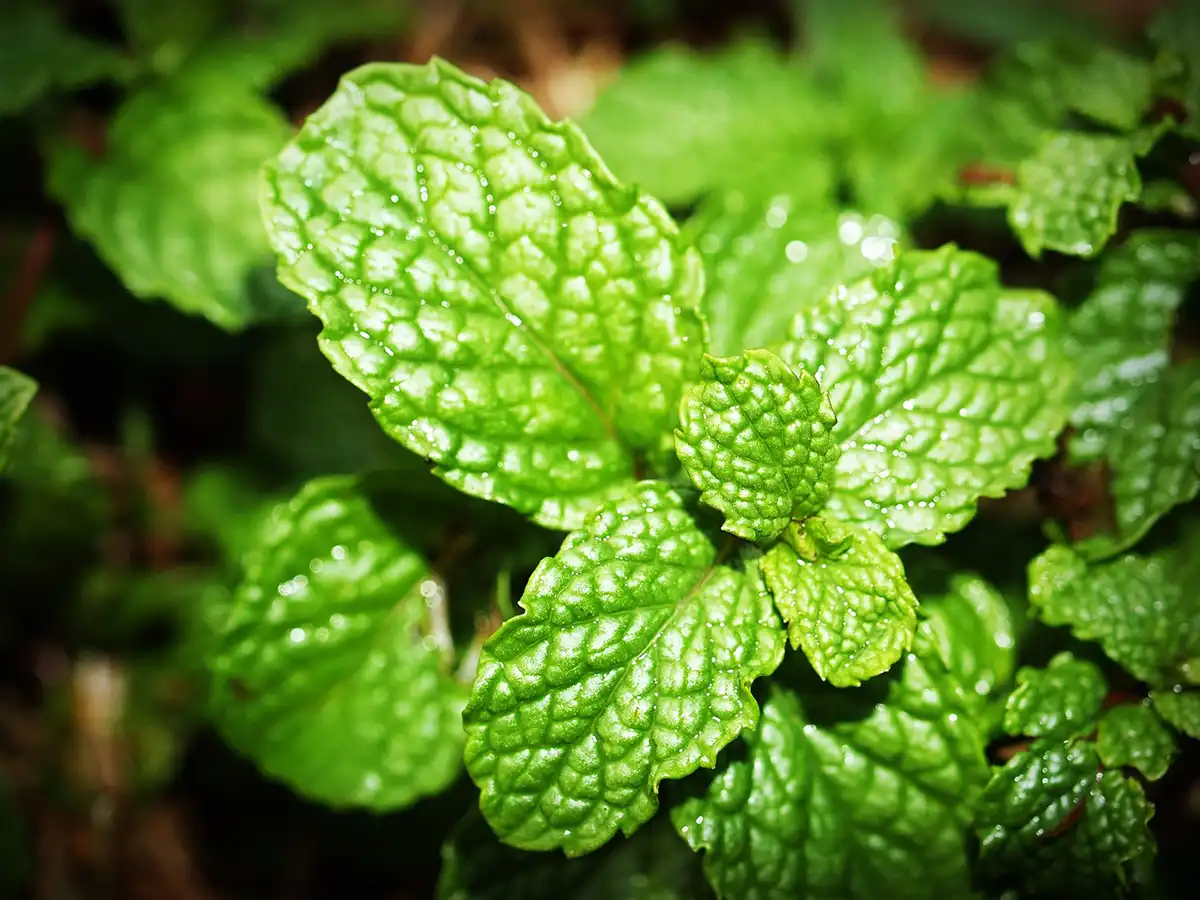 Describe the Several Benefits of Spearmint Oil